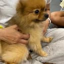 doge