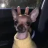 twaniimals