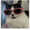SYLVESTER