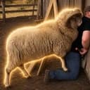 Ram