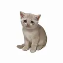 CASHKITTY
