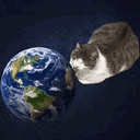 lickingcat