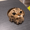 PEEKCAT