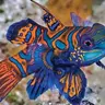 MANDARIN FISH