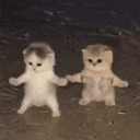 DISCO