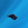 ANGLERFISH