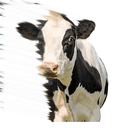 Mootion