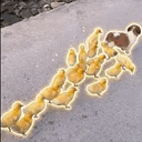 BROOD