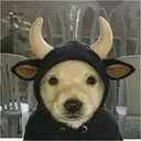 Bullchua
