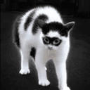 Bandit