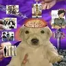 PSYOPDOG