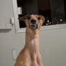 MILO