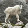 Goatye