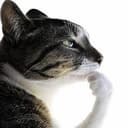 ThinkCAT