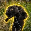 CageCat