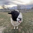 RAM