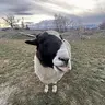RAM