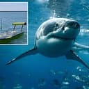 SHARK⁠