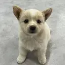 Moka
