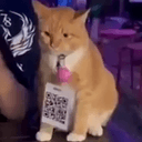 QRCAT