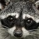 Raccoon
