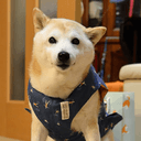 kikuchiyo