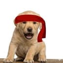 RDOG