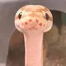 snekSol
