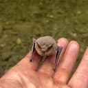 batfish
