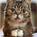 DownCat