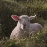 Lamb