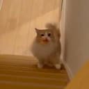 WADDLE