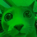 pumpcat