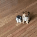ᵈᵒᵍ
