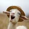 Strawhat