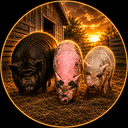 PIGTRIO