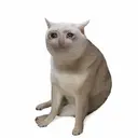 CASHCAT