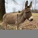 donkey