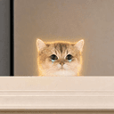 Fomocat