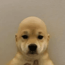 BALD
