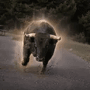 BISON