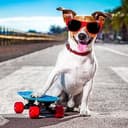 COOLDOG