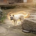 rDOG