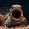 popturtle