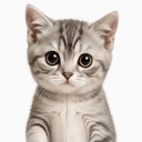 Kitty