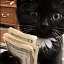 CASHCAT