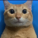 crimecat