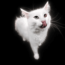 Angora