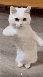 catynguipo