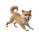 MISO